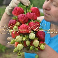 Клубника АЗИЯ (КРУПНОМЕР! ОГРОМНЫЙ КУСТ, УРОЖАЙ В ГОД ПОСАДКИ) Клубника АЗИЯ (КРУПНОМЕР! ОГРОМНЫЙ КУСТ, УРОЖАЙ В ГОД ПОСАДКИ)